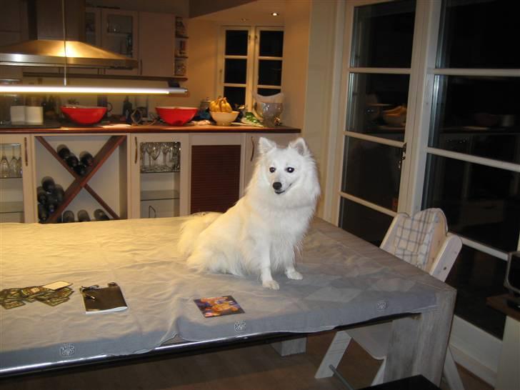 Japansk spids Kisujin Sekai-Ichi Micha billede 5