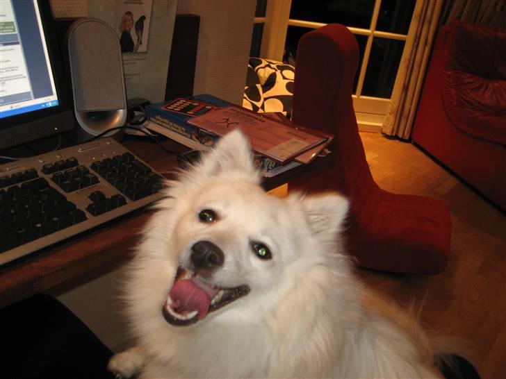 Japansk spids Kisujin Sekai-Ichi Micha billede 6