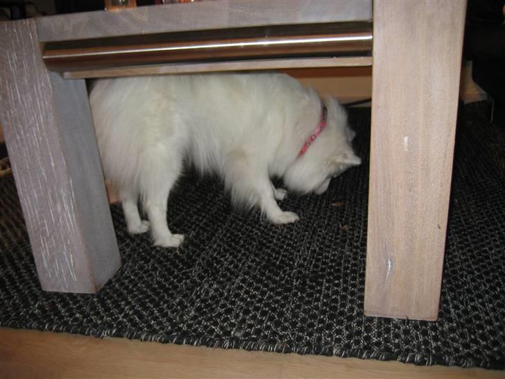 Japansk spids Kisujin Sekai-Ichi Micha billede 7