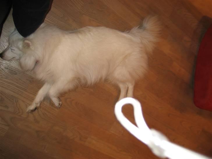 Japansk spids Kisujin Sekai-Ichi Micha billede 8