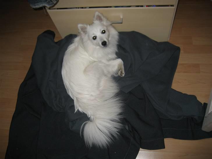 Japansk spids Kisujin Sekai-Ichi Micha billede 9