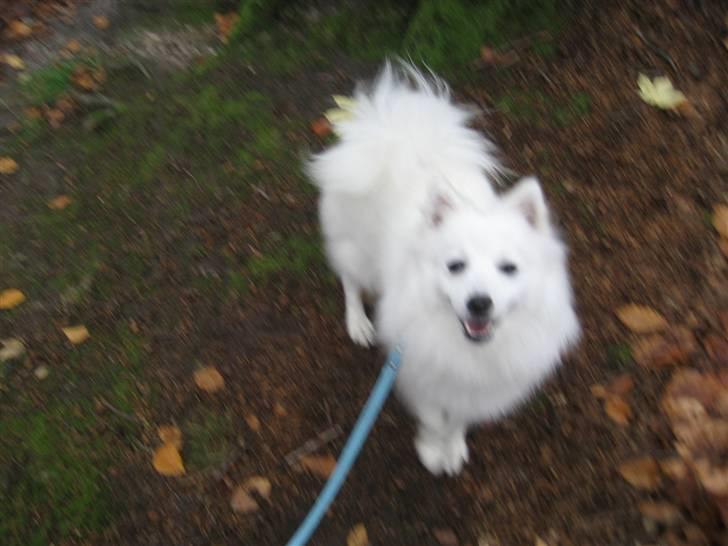 Japansk spids Kisujin Sekai-Ichi Micha billede 10