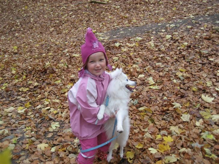 Japansk spids Kisujin Sekai-Ichi Micha billede 11