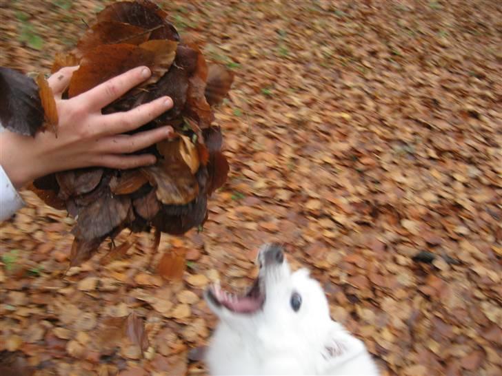 Japansk spids Kisujin Sekai-Ichi Micha billede 12