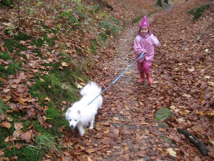 Japansk spids Kisujin Sekai-Ichi Micha billede 13