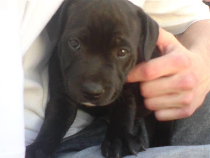 Staffordshire bull terrier Cody - Her stjal han vores hjerter. billede 4