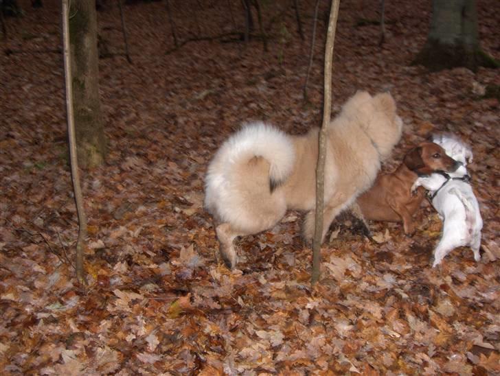 Eurasier Oskar (Blue Moon) - Oskar i Kærskoven, 5 mdr. billede 13