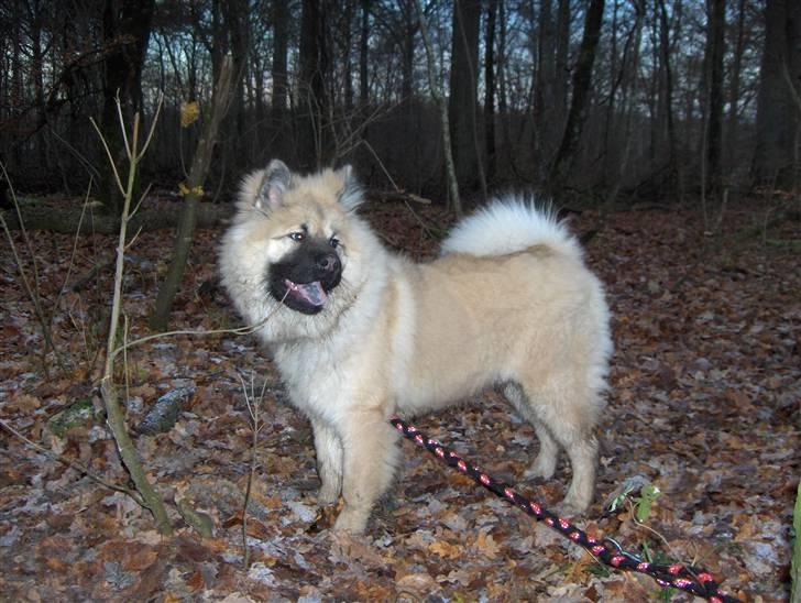 Eurasier Oskar (Blue Moon) - Oskar i Kærskoven, 5 mdr. billede 14