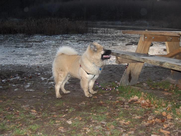 Eurasier Oskar (Blue Moon) - Oskar 5 måneder gammel billede 15