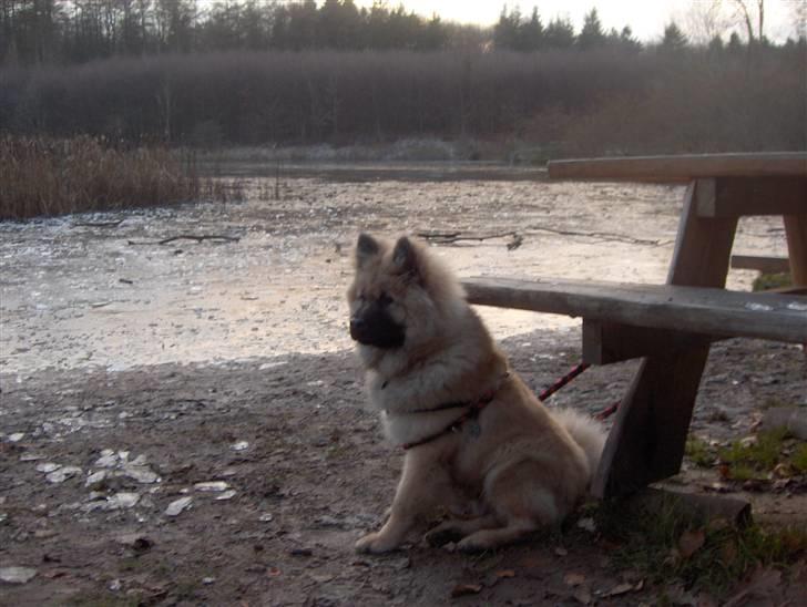 Eurasier Oskar (Blue Moon) - Oskar ved søen i Ølsted skov, 5 måneder gammel billede 16