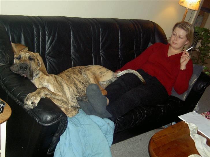 Grand danois Sassy (Siciliano Jazz) - Aaaah! Er der noget bedre end at hygge i sofaen med mor måske???  billede 10