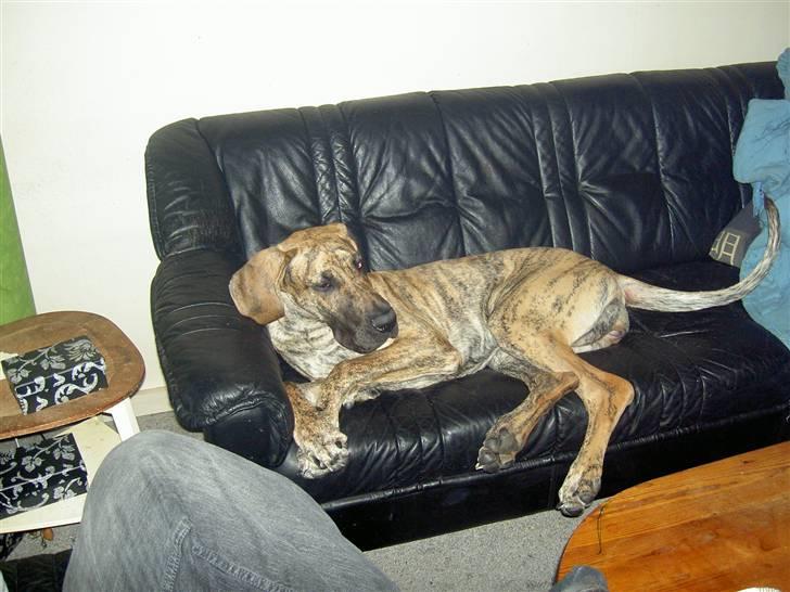 Grand danois Sassy (Siciliano Jazz) - Tjoe... Det sku da liiige være at hygge i sofaen selv! billede 11