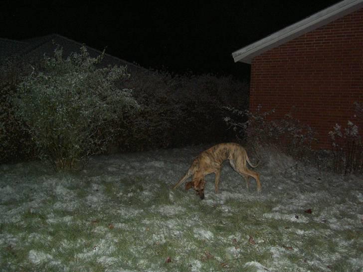 Grand danois Sassy (Siciliano Jazz) - Heey, det her sne er da egentlig ret sjovt billede 12