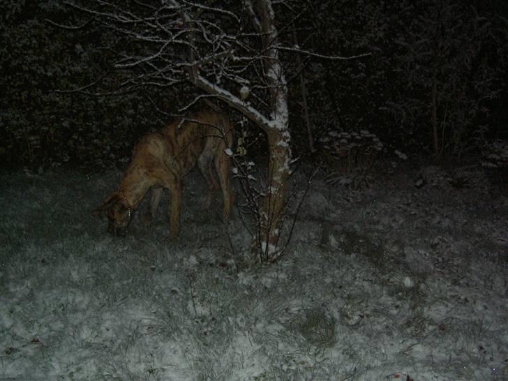 Grand danois Sassy (Siciliano Jazz) - Hmmm... det er kold, det er hvidt... hva er det??? Sne siger du...hmm. det må undersøges! billede 13