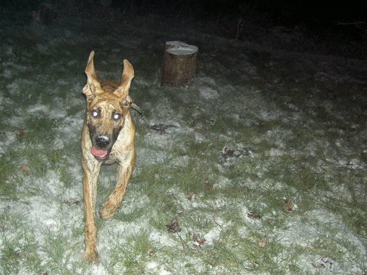 Grand danois Sassy (Siciliano Jazz) - Halløjsaaaa! HEEER kommer JEG!  billede 14