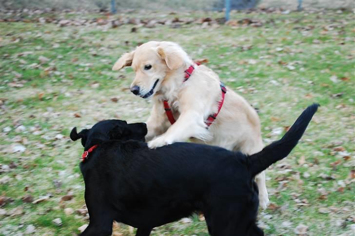 Golden retriever Niclanoma's Krongaard Tikka - Solgt :'( - 8) Uh uh! Det jo mig og min bedste ven, Sif! billede 8