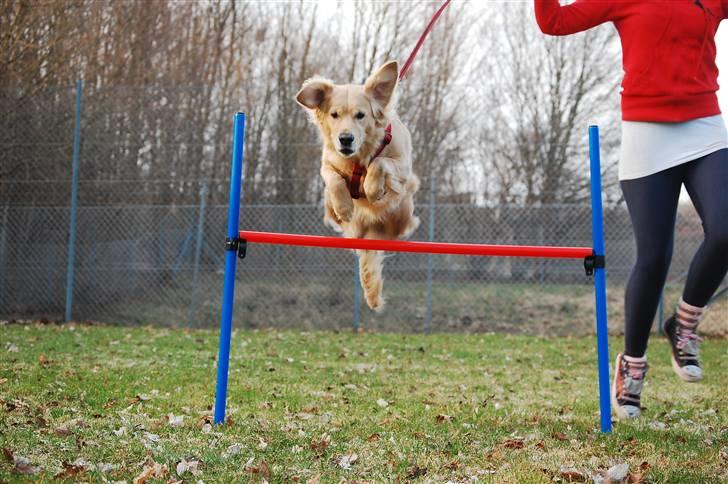 Golden retriever Niclanoma's Krongaard Tikka - Solgt :'( - 1) Velkommen til min profil, glem nu ikke at giv mig en bedømmelse. hehe. billede 1