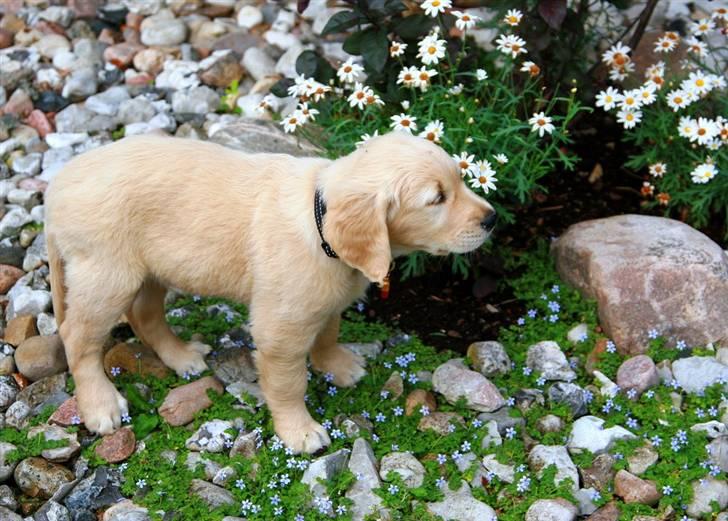 Golden retriever Niclanoma's Krongaard Tikka - Solgt :'( - 6) Ej hvor ser jeg træt ud, var jeg det? billede 6