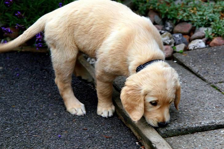 Golden retriever Niclanoma's Krongaard Tikka - Solgt :'( - 5) Uhh det der kan jeg godt huske. Der duftede godt! hehe. billede 5