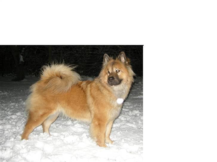 Eurasier kennel Eurojou - Bijou og Mynte i sneen 08 billede 7