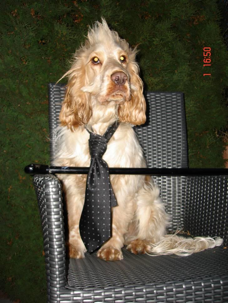 Cocker spaniel Aslan - Lækker herre med slips osv. billede 5