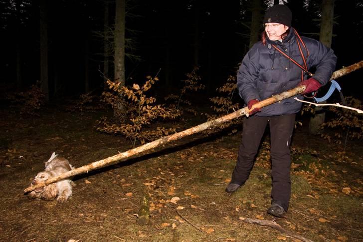 Cocker spaniel Aslan - lille pind og stor hund eller....... billede 6