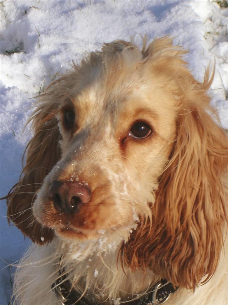 Cocker spaniel Aslan - smager dejligt billede 7