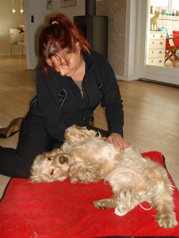 Cocker spaniel Aslan billede 8