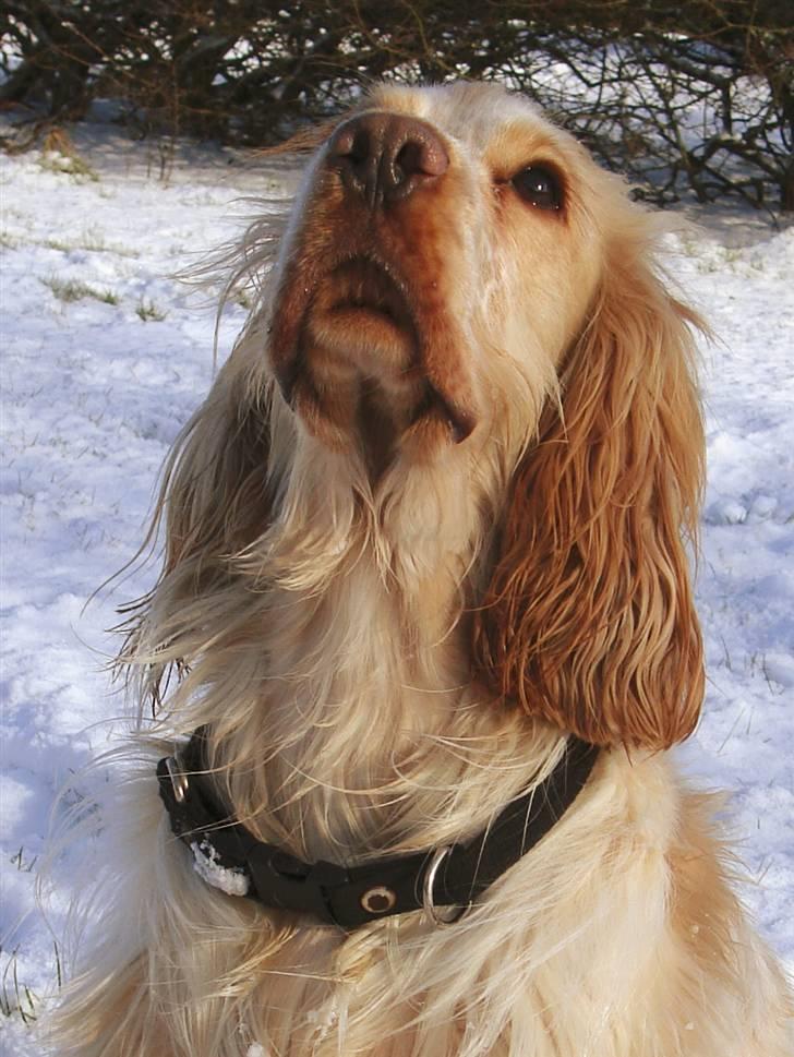 Cocker spaniel Aslan - nyder bare at være i skoven billede 9