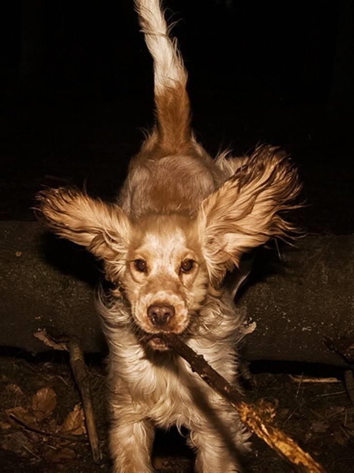 Cocker spaniel Aslan - jetjageren med de store ´´vinger´´ billede 10