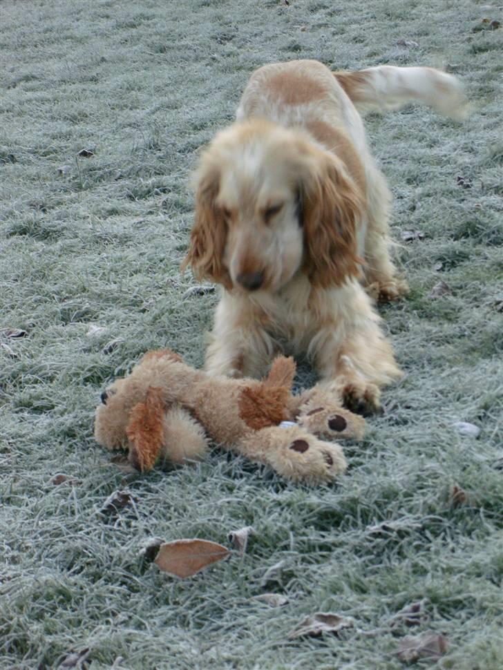 Cocker spaniel Aslan - hov den er da ok sjov billede 11