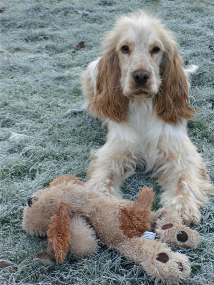 Cocker spaniel Aslan - Du tar den bare ikke !!! billede 12