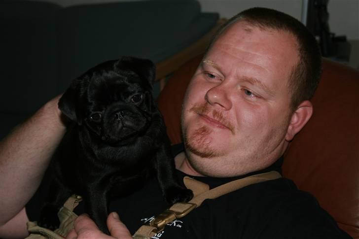 Mops Qupios Keno - Ææælsker at sidder på farmand billede 6