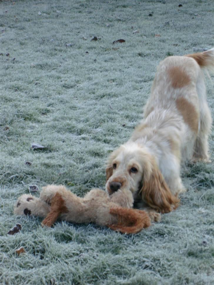 Cocker spaniel Aslan - Sjov fætter du har givet mig billede 13