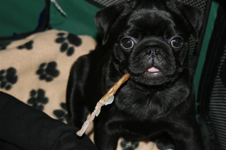 Mops Qupios Keno - Talte du til mig? billede 7