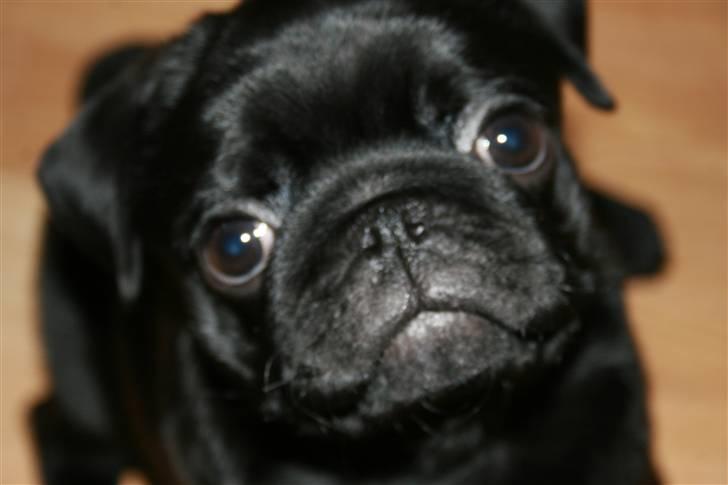 Mops Qupios Keno - Man er vel kær.....  billede 8