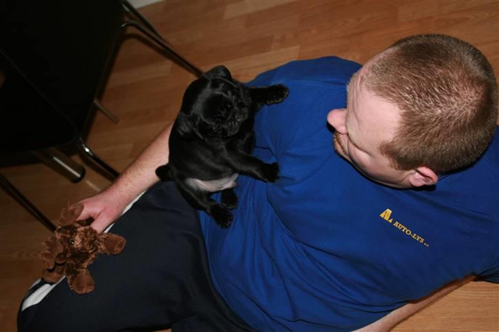 Mops Qupios Keno - Uhhhh - hyggestund på farmand, når han kommer hjem fra arbejde billede 9