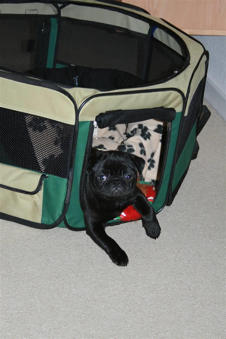 Mops Qupios Keno - This my house billede 10