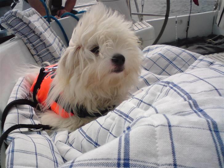 Coton de tulear Silke - #12 Vi er ude og sejle, og jeg var ved at blæse væk Foto : Mig billede 12