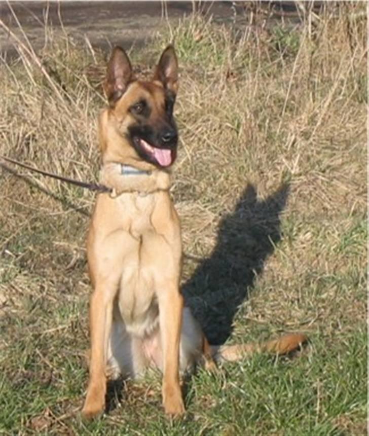 Malinois Hexe - Hexen er her cirka 1 år gammel billede 3