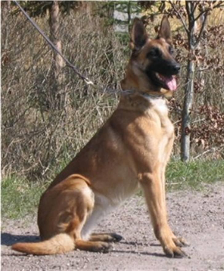 Malinois Hexe billede 4
