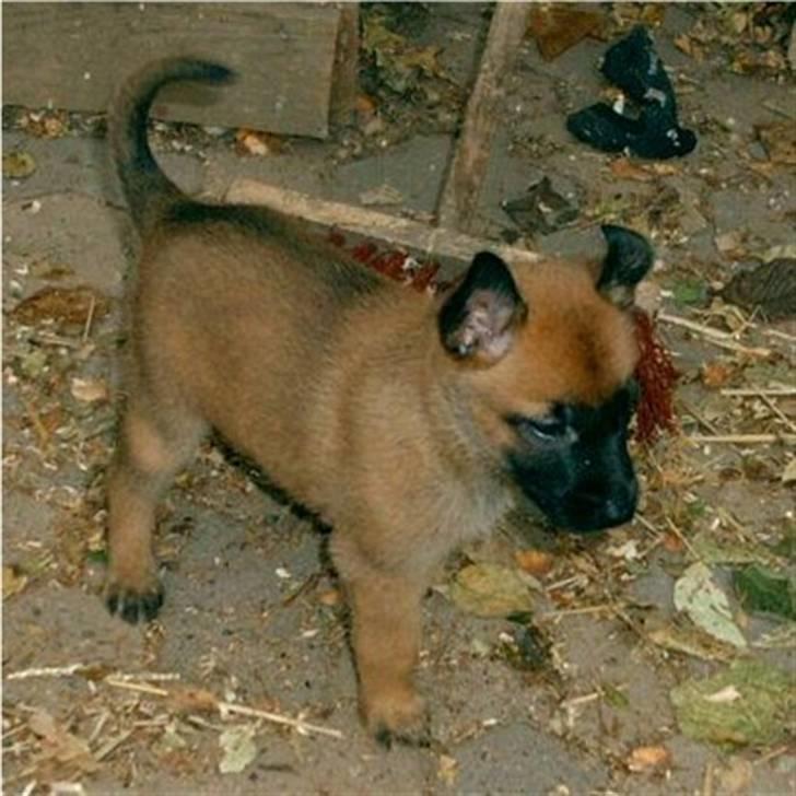 Malinois Hexe - og her er hun kun 5 uger gammel billede 5
