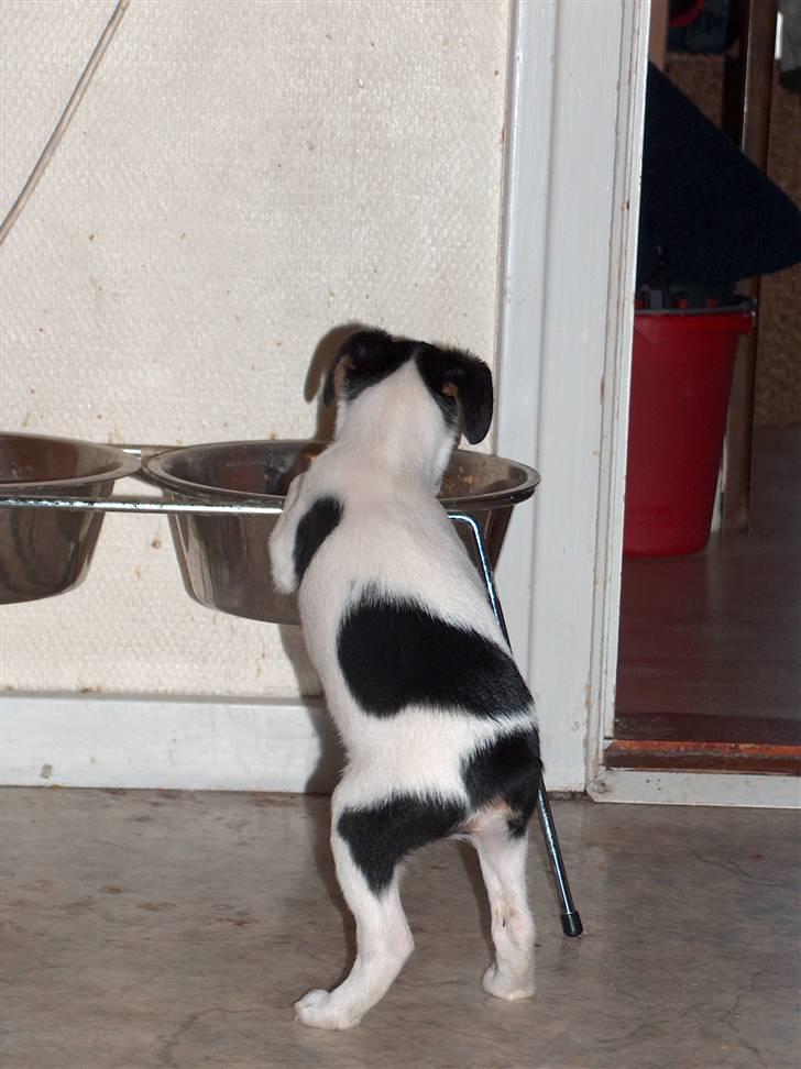 Dansk svensk gaardhund Pusle - Hvad spiser storebror mon??? billede 3