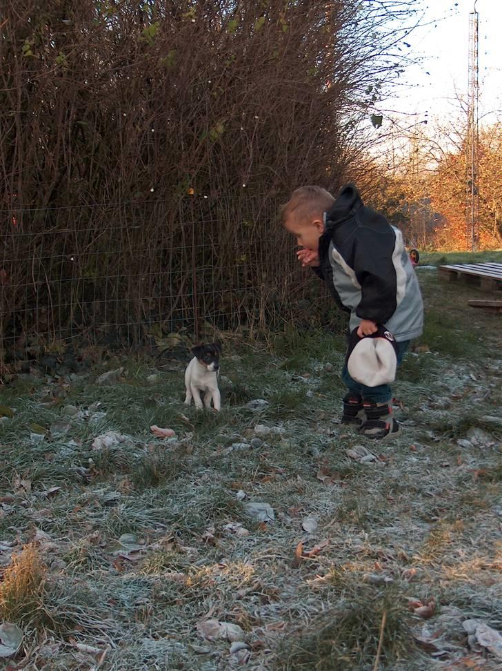 Dansk svensk gaardhund Pusle - Lukas fortæller reglerne for at være ude.. billede 4