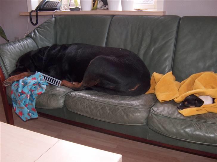 Dansk svensk gaardhund Pusle - Godt at de har hver deres tæppe billede 5