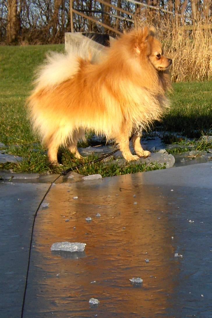 Pomeranian Svendsen - 1 år billede 16