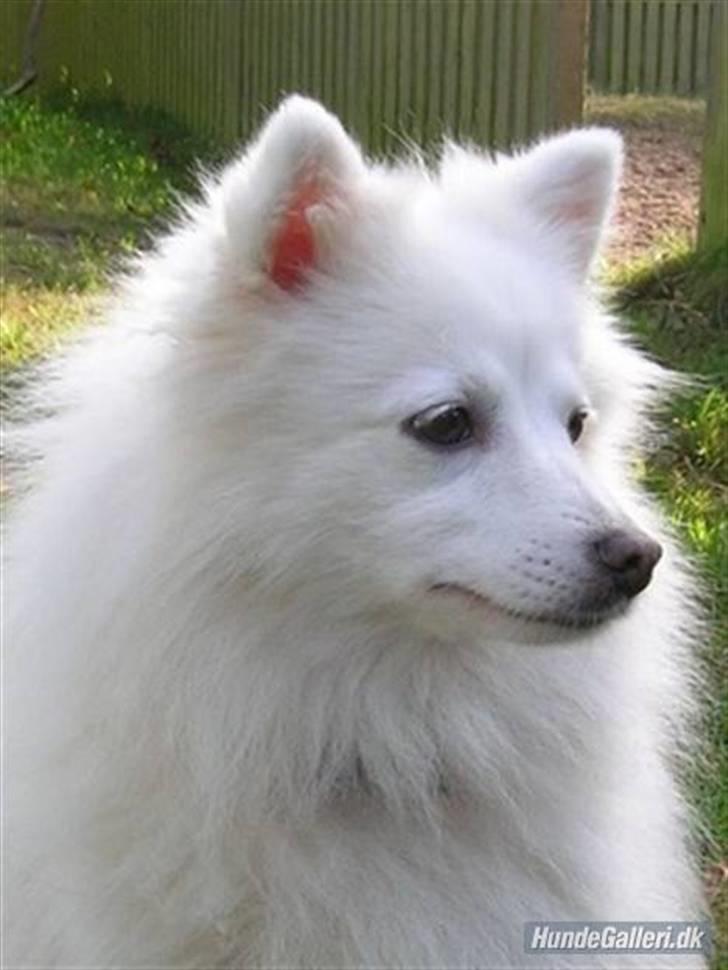 Japansk spids Rina R.I.P min søde - Rina - min søde veninde og Tante Tut billede 18