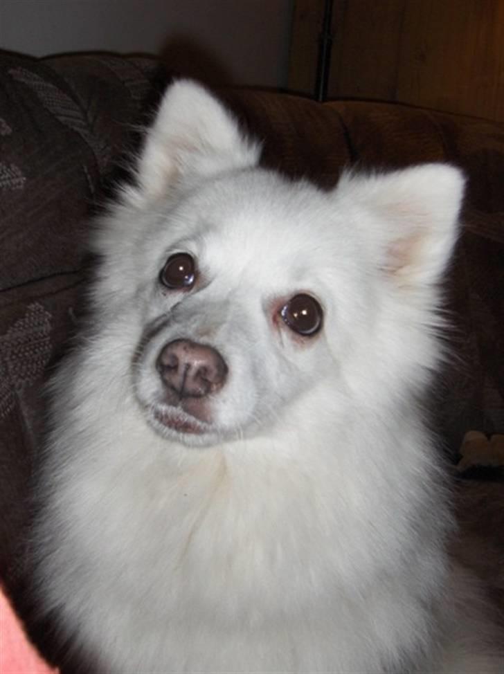 Japansk spids Rina R.I.P min søde - dec 08 Gamle veninde billede 19