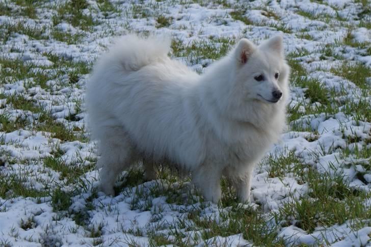 Japansk spids Rina R.I.P min søde - se om du kan fange mig.  billede 20