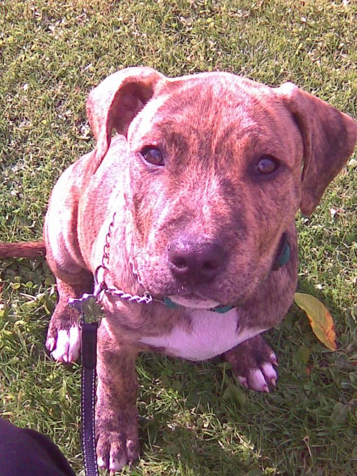 Amerikansk staffordshire terrier Ozzy (manse) billede 1